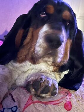 Meet your Posher, Jodie